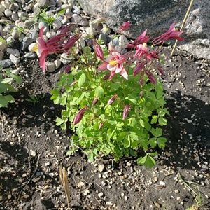 Meet your Posher, Randi